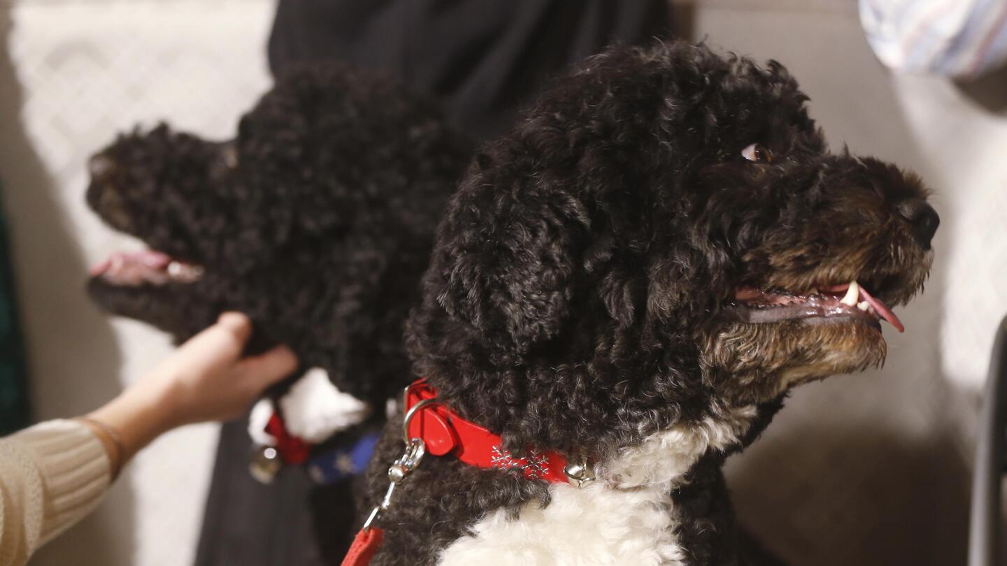 Hardly a dog s life for Obama s pets Bo and Sunny AP News